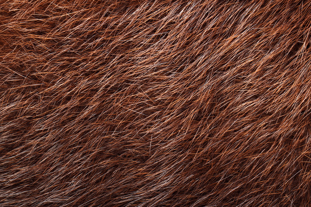 自然な茶色のヌートリアの毛皮 - 写真・画像