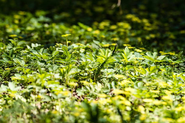 Horizontal image of lush early spring foliage - vibrant green sp - Photo, Image