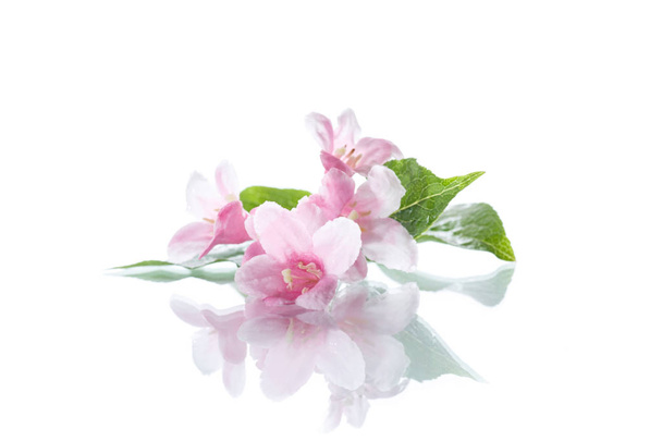 美しい花タニウツギ - 写真・画像
