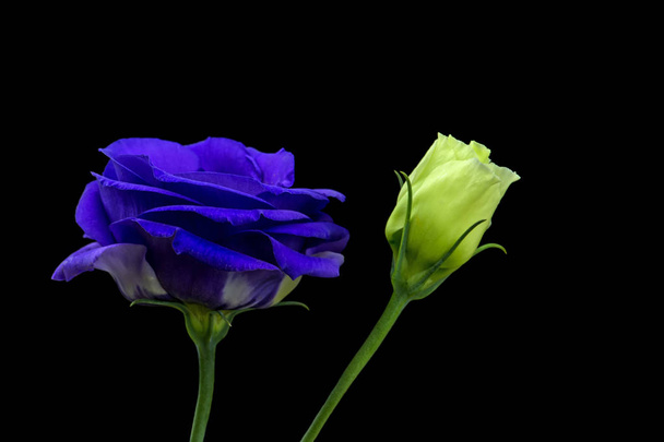 beautiful blue and yellow roses against black background - Photo, Image