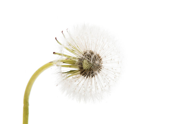 Dandelion ( seed head) isolated  - Photo, Image