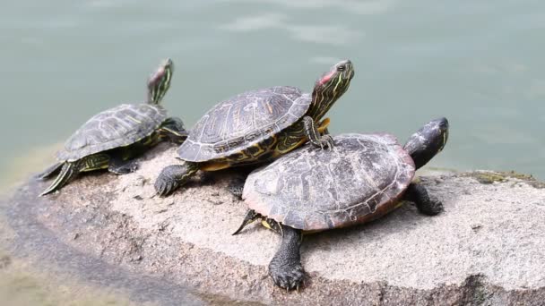 Üç kaplumbağalar güneşlenme - Video, Çekim