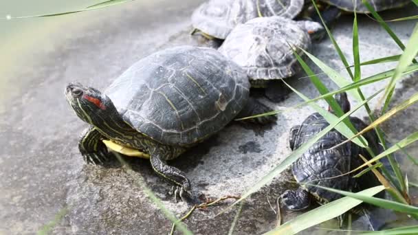 famiglia tartaruga prendere il sole
 - Filmati, video