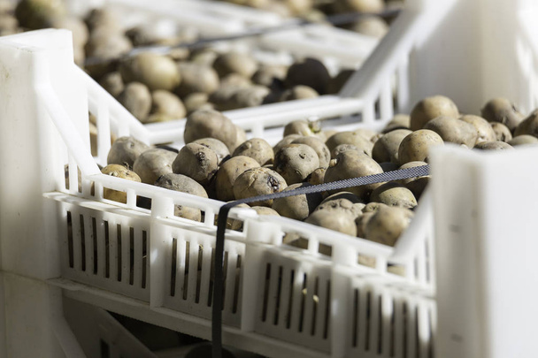 Seed Potatoes in Plastic Crate - Zdjęcie, obraz