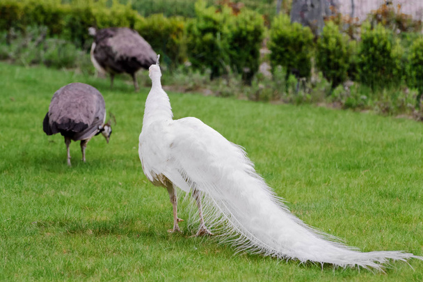Αρσενικά λευκά παγώνια απλώνονται τα φτερά της ουράς ΧΧΙΙΙ - Φωτογραφία, εικόνα