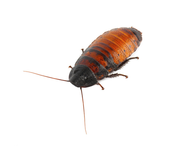 Μαδαγασκάρη κατσαρίδα σφύριγμα απομονωθεί σε λευκό φόντο - Φωτογραφία, εικόνα