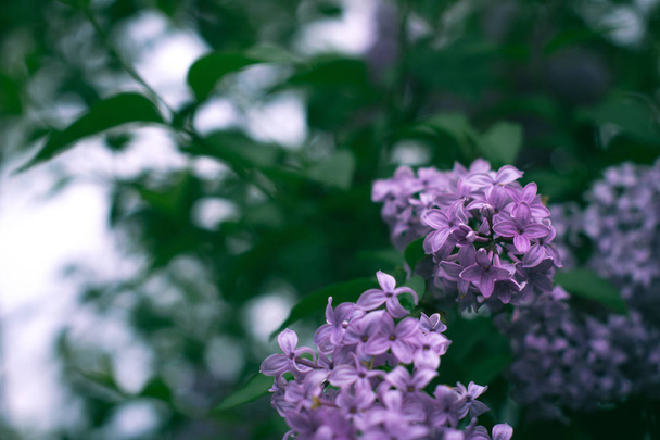 Lilac branch on a blurred background. - Valokuva, kuva