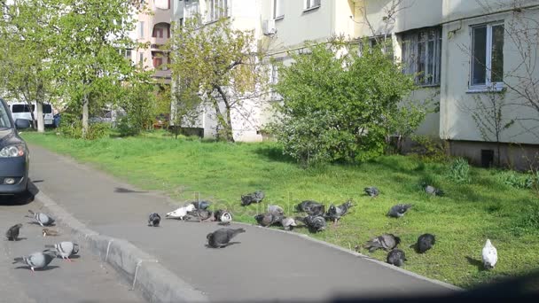 Molti piccioni nutriti in una città
 - Filmati, video