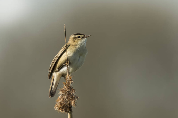 Sedge Warbler, Acrocephalus schoenobaenus, singing - Photo, Image