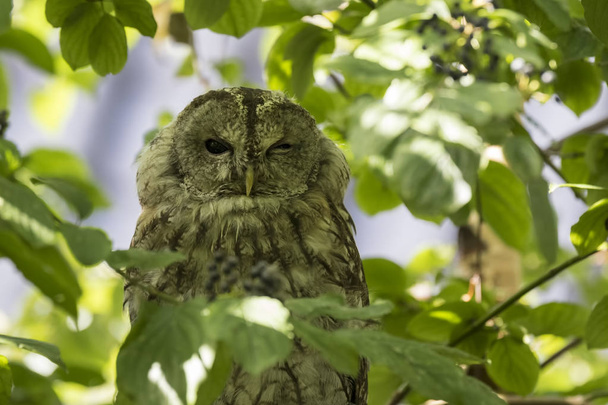 Tawny owl (Strix aluco) guiñando un ojo
 - Foto, imagen