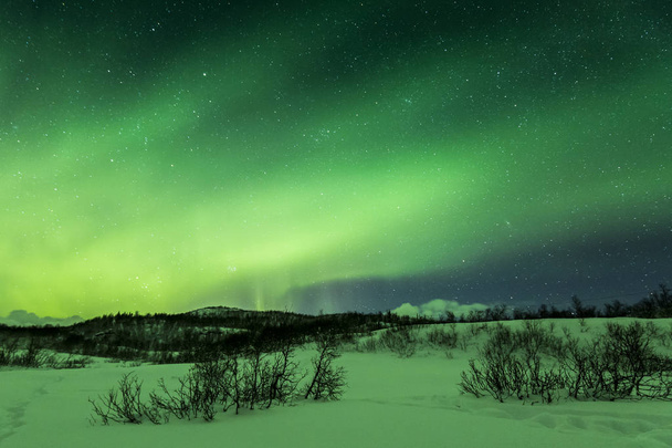 Nordlichter über Bäumen in einer Winterlandschaft. - Foto, Bild