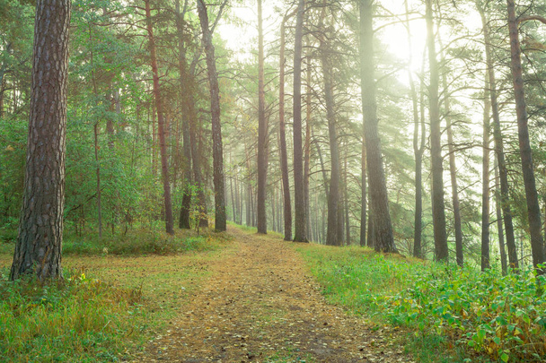 Venkovské silnici v krásné mlžného lesa - Fotografie, Obrázek