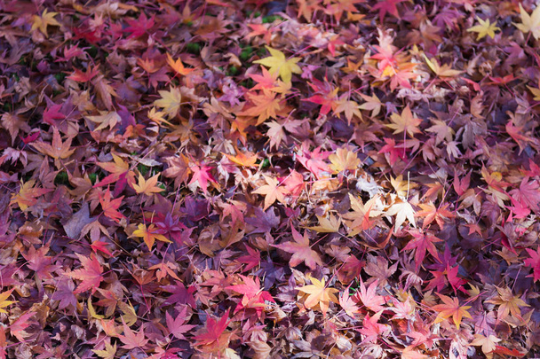 Tono de luz solar sobre hojas de arce caídas
 - Foto, imagen