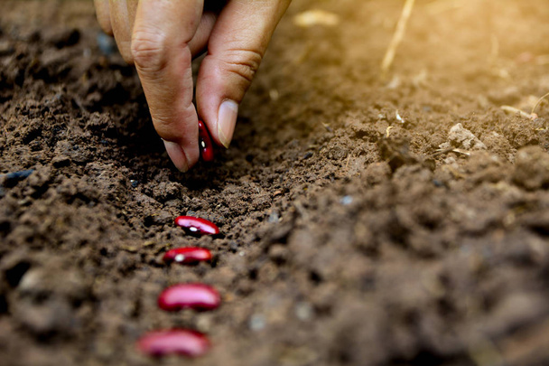 Handen zetten rode boon zaad in de grond - Foto, afbeelding