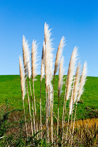 Nuova Zelanda pianta di erba nativa - Toitoi o Toetoe
 - Foto, immagini