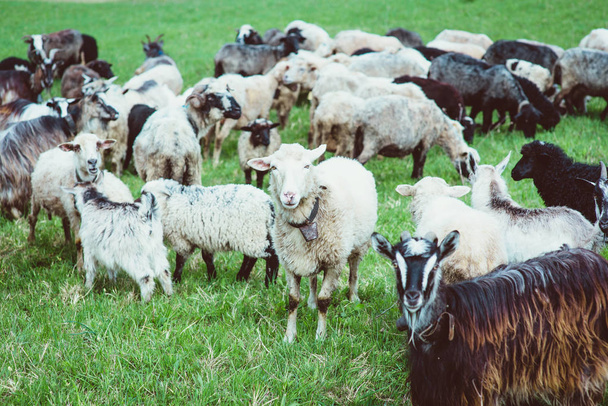 ωραίο χαριτωμένο παλτά και τα πρόβατα που βόσκουν στους λόφους των βουνών - Φωτογραφία, εικόνα
