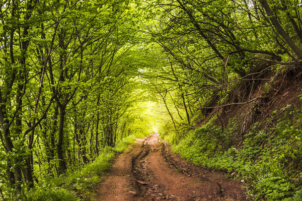 Camino en el bosque
 - Foto, imagen