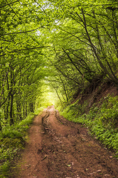 Camino en el bosque
 - Foto, Imagen
