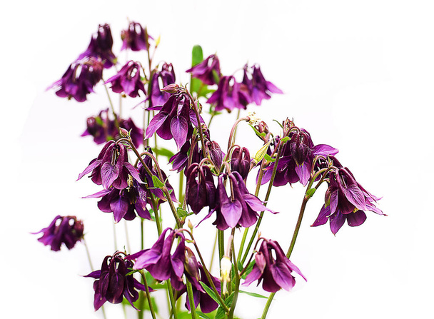 Açık büyüyen iyi yüksek columbine çiçekler bahar - Fotoğraf, Görsel
