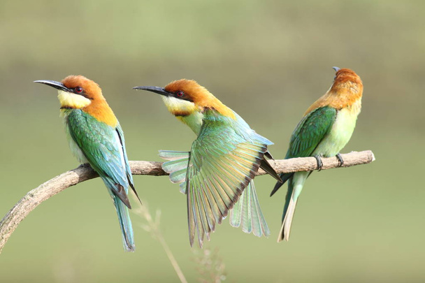 kaštan vedl Bee-eater (merops leschenaulti)   - Fotografie, Obrázek