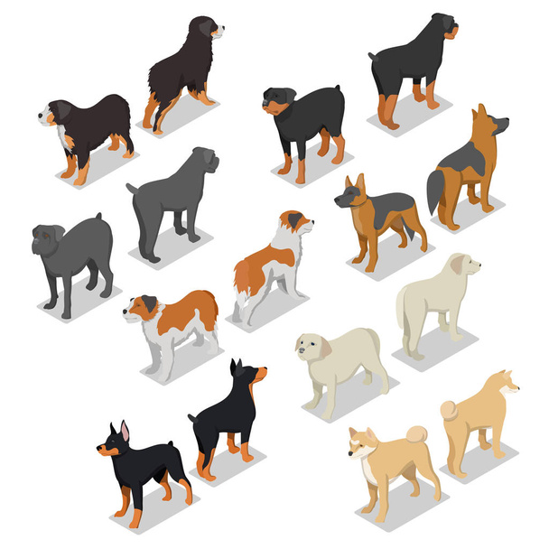 Razze canine isometriche con Rottweiler, Retriever e Doberman. Illustrazione 3d piatta vettoriale
 - Vettoriali, immagini