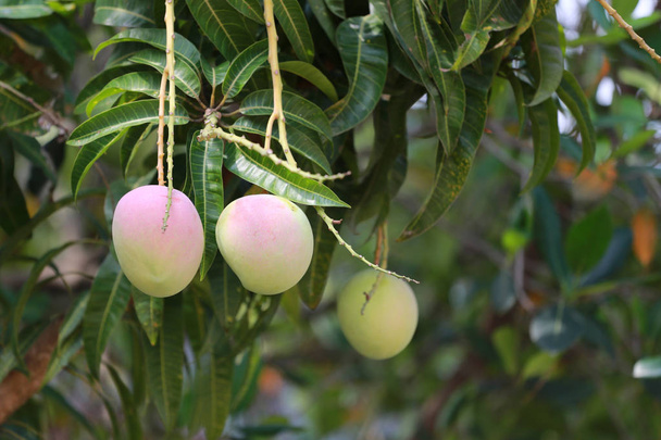friss mangó gyümölcs fa. - Fotó, kép