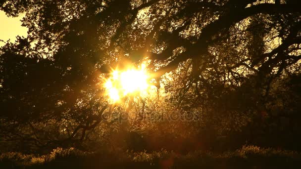 ősi tölgy és a lenyugvó nap - Felvétel, videó