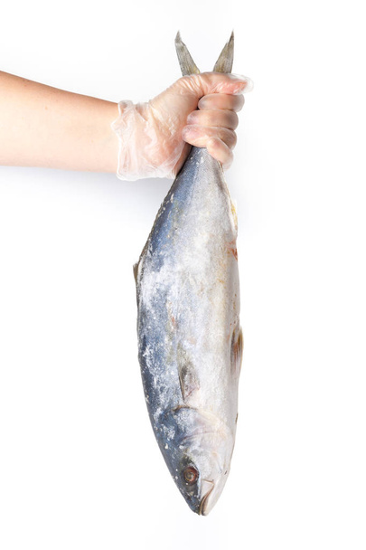 Chefs hand holds frozen fish on a white background - Foto, Imagen