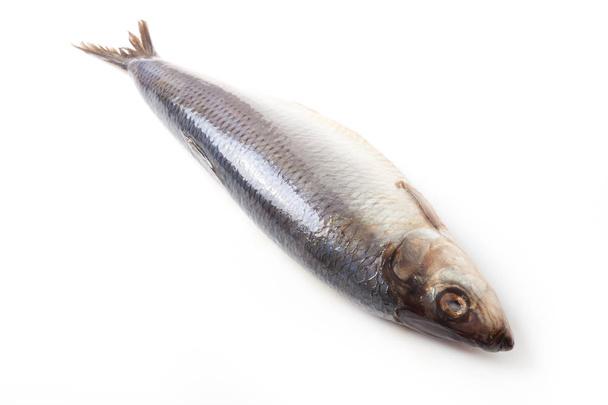 Herring fish on a white background - Foto, Imagen