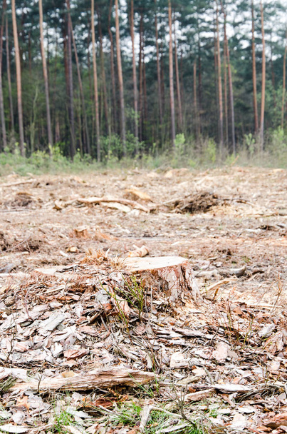 A felling of trees in a pine forest - Фото, зображення
