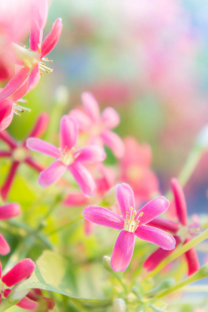 Rangoon Creeper flores, mel chinês Chupar, Drunen marinheiro flores, flores rosa flor
 - Foto, Imagem