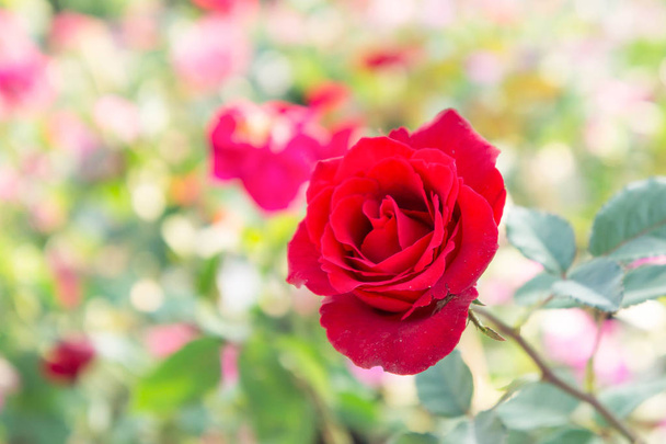 κόκκινο τριαντάφυλλο λουλούδια στον κήπο, πολύχρωμο τριαντάφυλλο - Φωτογραφία, εικόνα