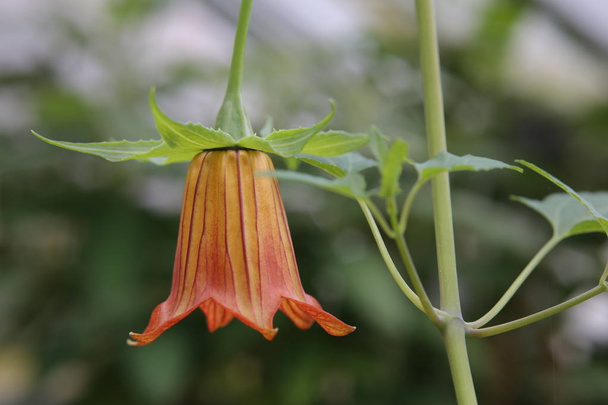 Canarina canariensis (Canary bellflower) blossom seen from the side - Photo, Image