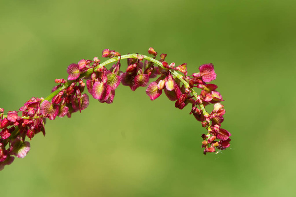 Ortak kuzukulağı (yabani acetosa) kadın bitki çiçek - Fotoğraf, Görsel