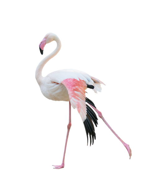 büyük flamingo beyaz arka plan üzerinde izole - Fotoğraf, Görsel
