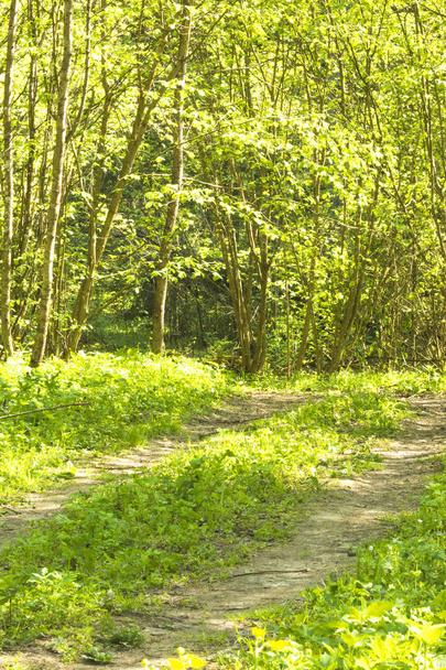 Sunny green forest on a summer morning with a forest road - Foto, imagen