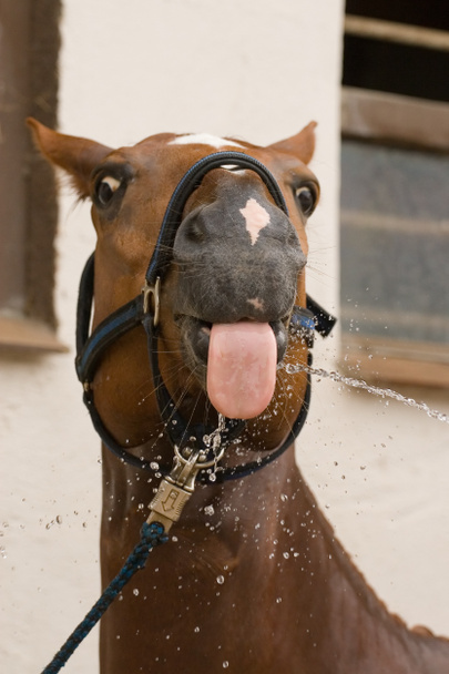 νερό και τη μύτη του το άλογο κάστανο - Φωτογραφία, εικόνα