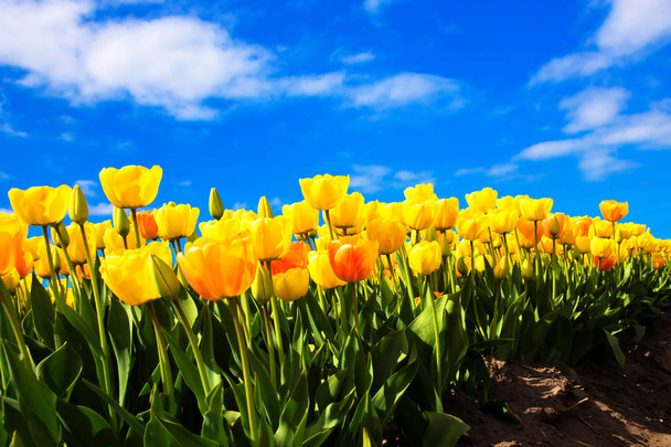 Spring yellow flowers tulips field - Photo, Image