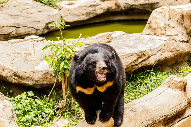 Černý medvěd v lese Asie Thajsko - Fotografie, Obrázek