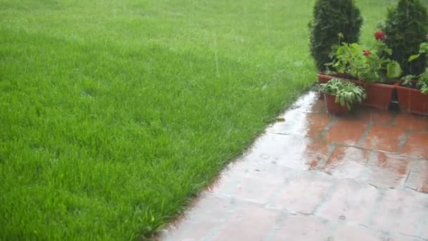 Płukanie w ogrodzie na deszcz - Materiał filmowy, wideo
