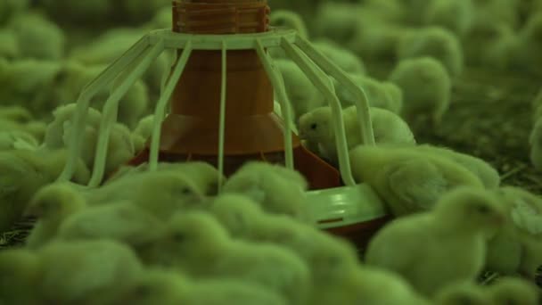 Chicken farm z bliska - Materiał filmowy, wideo