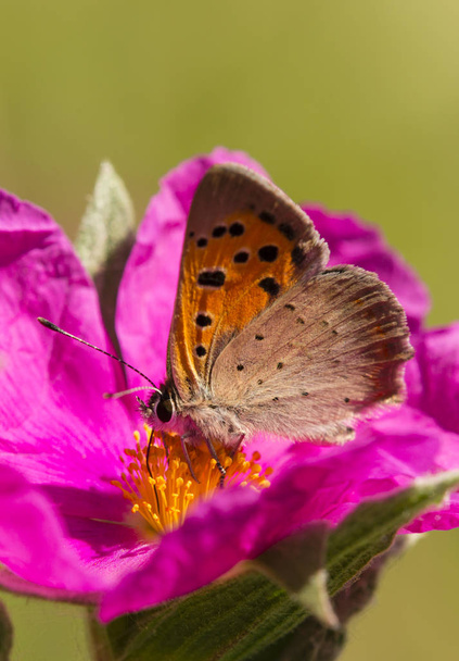 πεταλούδα σε ροζ ροκ αυξήθηκε λουλούδι - Φωτογραφία, εικόνα