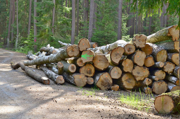 legname pronto per il trasporto, Boemia meridionale
 - Foto, immagini