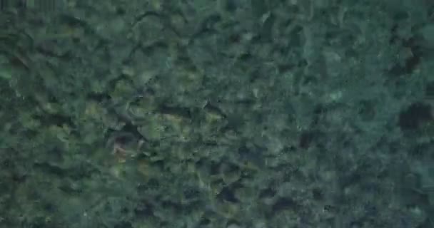 Imágenes del dron del macho activo en kayak
 - Metraje, vídeo