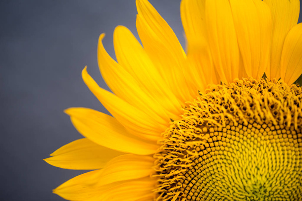 Close-up shot of beautiful sunflower - Foto, Imagen