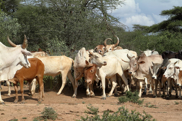 Krowy i bydła w dolinie Omo w Etiopii - Zdjęcie, obraz