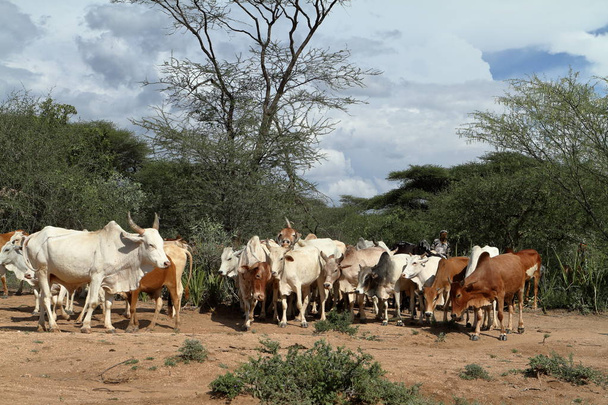 Krowy i bydła w dolinie Omo w Etiopii - Zdjęcie, obraz