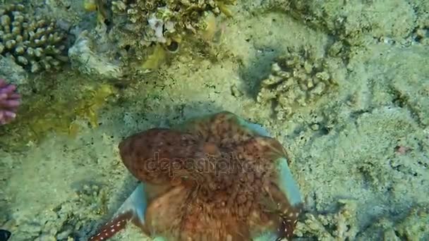 octopus changes coloring - Footage, Video