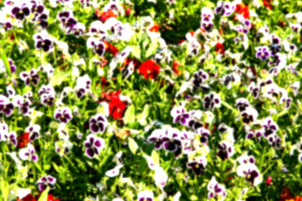 the flowers and   garden    - Photo, Image