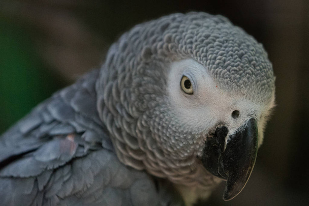 Gray parrot (close up) - Foto, Imagem